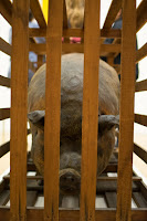 porco enjaulado fotografia pinacoteca sao paulo