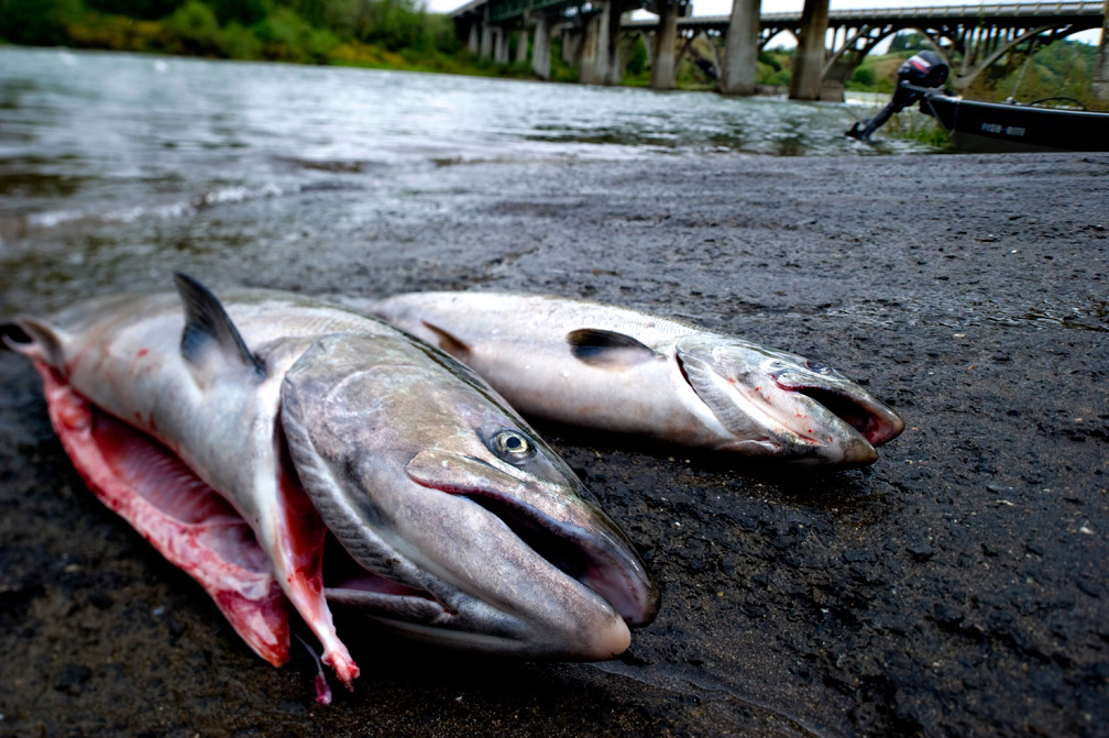 Robin Loznak Photography Salmon Migration