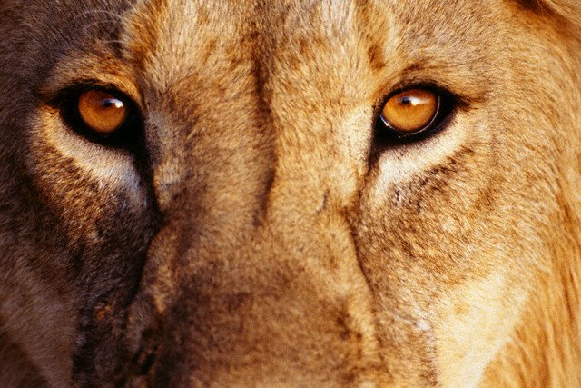 Jornal Hare Krsna Brasil: A natureza acaba com os fracos