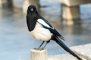 Korean magpie