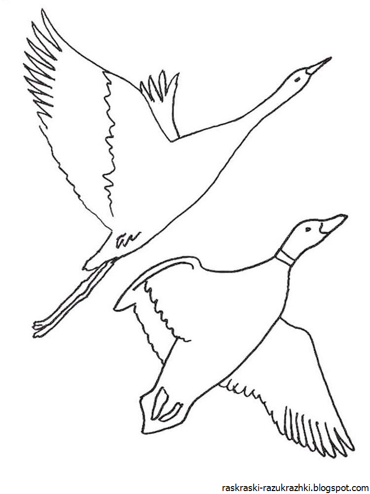 Перелетные Птицы Картинки Для Детей Раскраски