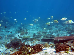 Ikan striped surgeonfish dan terumbu karang di Papua Barat