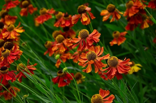 Heleniums in your fall garden Heleniums in your fall garden