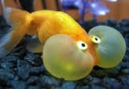 Jenis Ikan Koki varian warna kuning
