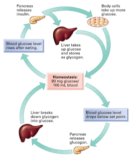 Biology: Feedback Loops