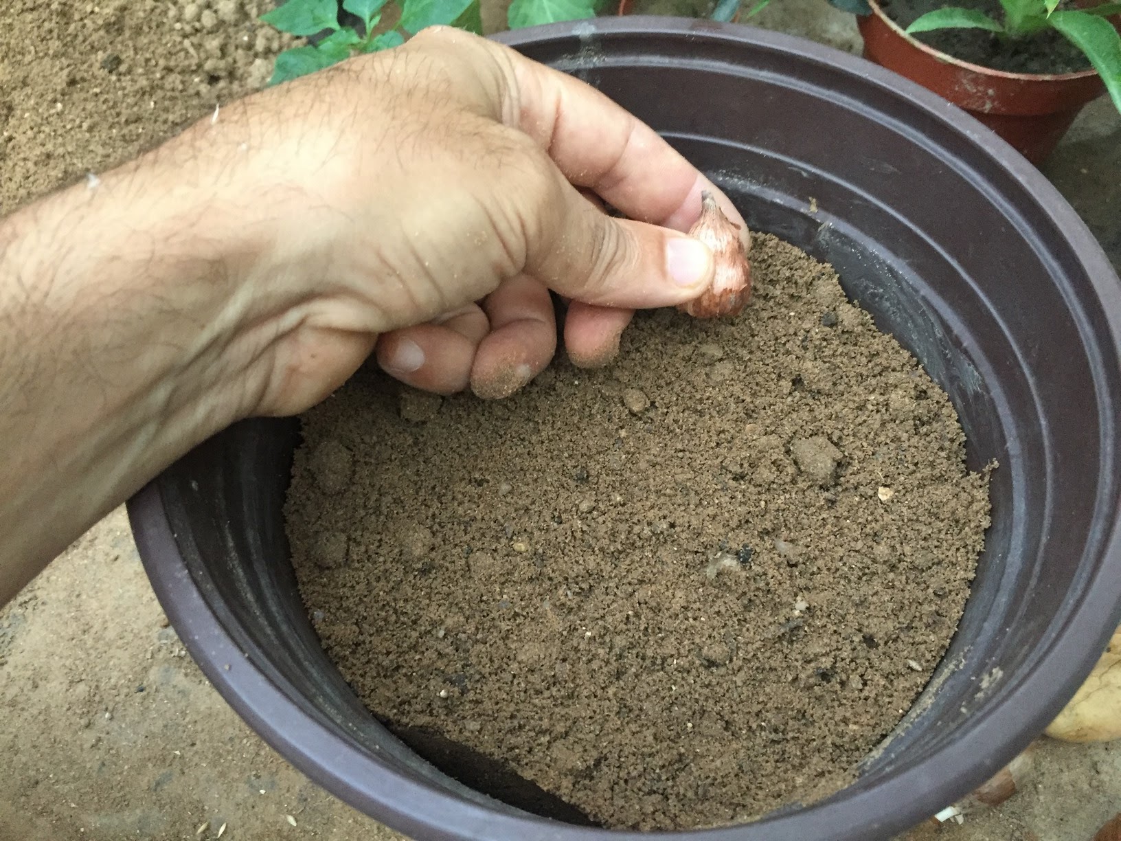 How to plant and grow freesia