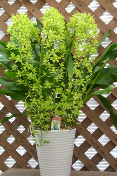 グラマトフィラム ヒヒマヌ ハンギング 蘭 ラン 着生植物 熱帯植物