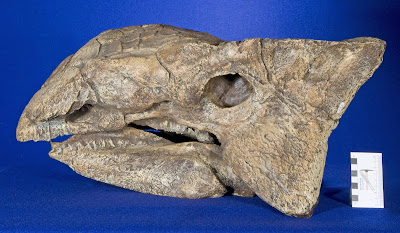 Ankylosaurus skull