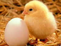 Çift Sarılı Yumurtalardan Civciv Çıkıyormu