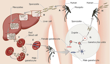 A malária plazmodium fejlődésének stádiumai az eritrocitákban