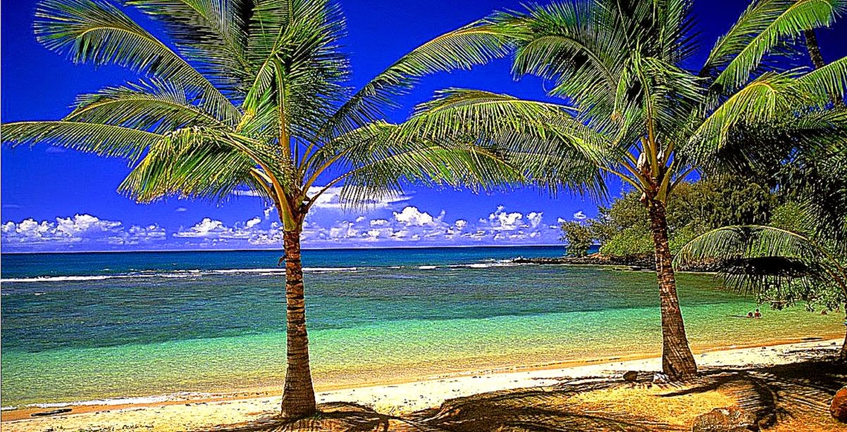 Related Pictures Coconut Trees Beach Wallpaper Purple Wallpaper Related Pictures Coconut Trees Beach Wallpaper Purple Wallpaper