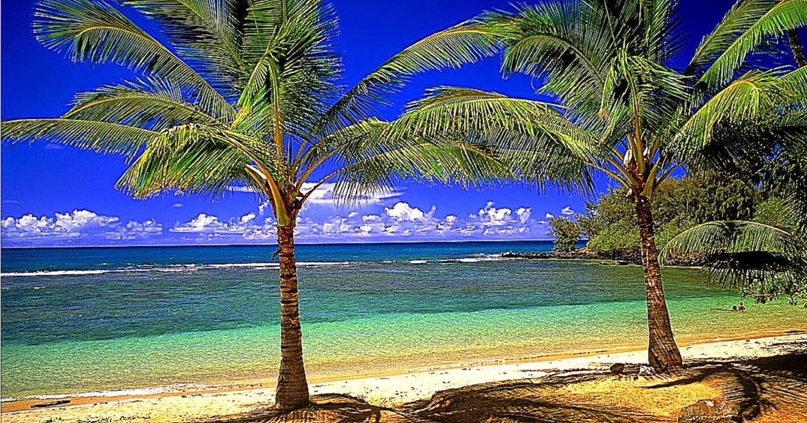 Coconut Tree Society Island Beach Wallpapers | HD Wallpapers Plus