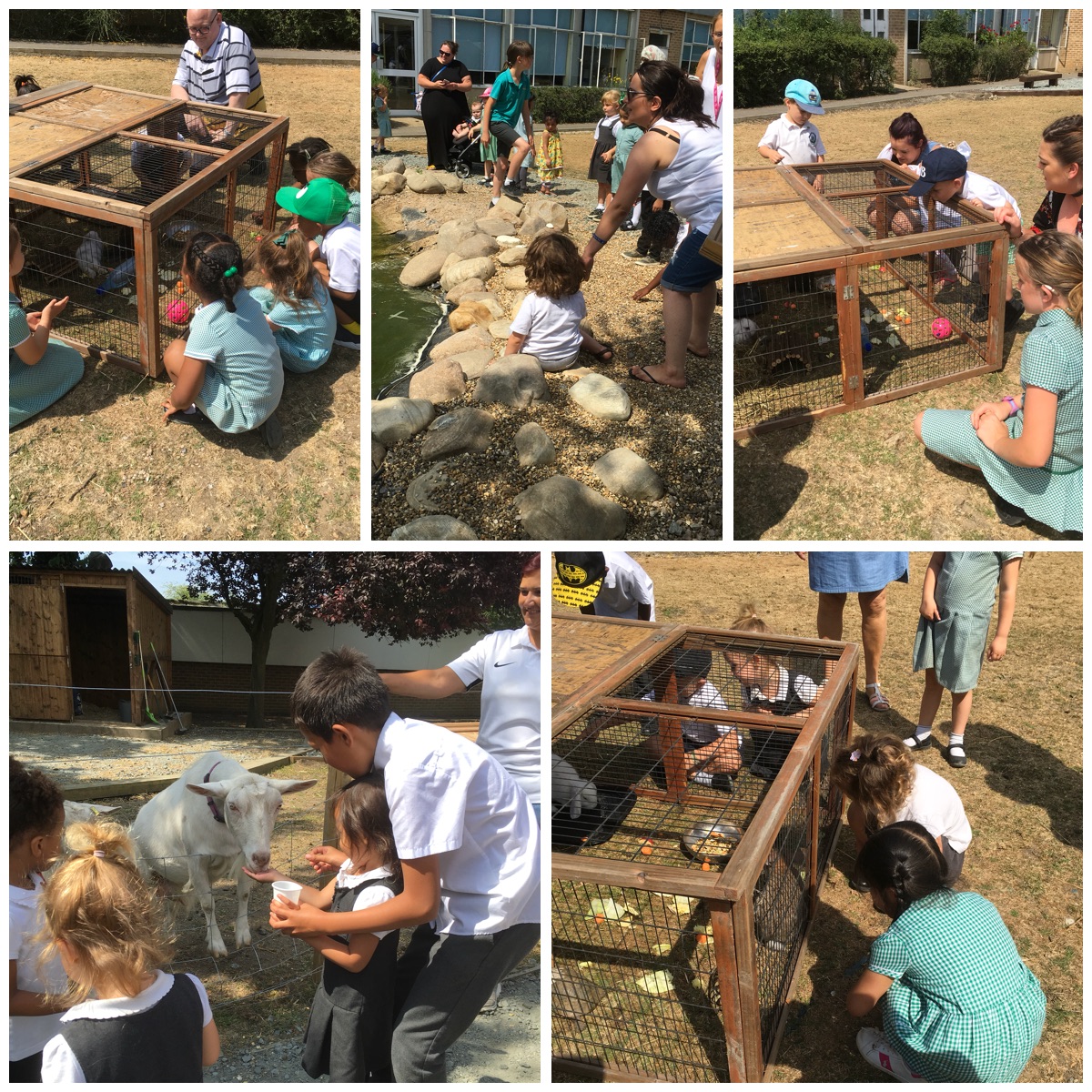 Mead Primary Nursery Farm visit