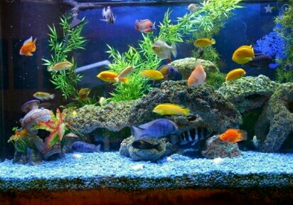 ikan hias aquascape