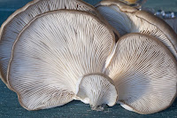 bisnis jamur tiram, usaha jamur tiram, usaha jamur tiram putih, bisnis jamur tiram putih, jamur tiram