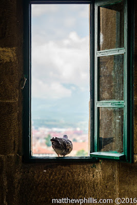 A pigeon enjoying the views of Sibiu, Romania.