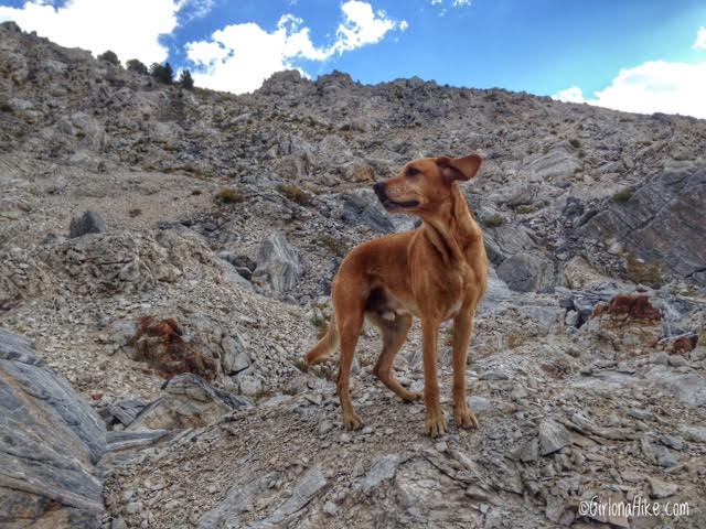 Hiking to Box Elder Peak, Utah, Hiking in Utah, Hiking in Utah with Dogs