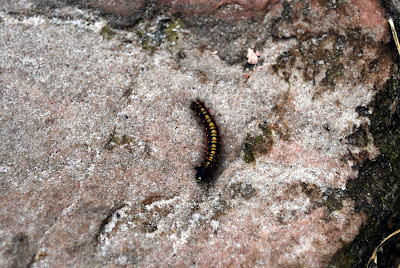 Schmetterlingsraupe Roraima Schmetterlingsraupe Roraima