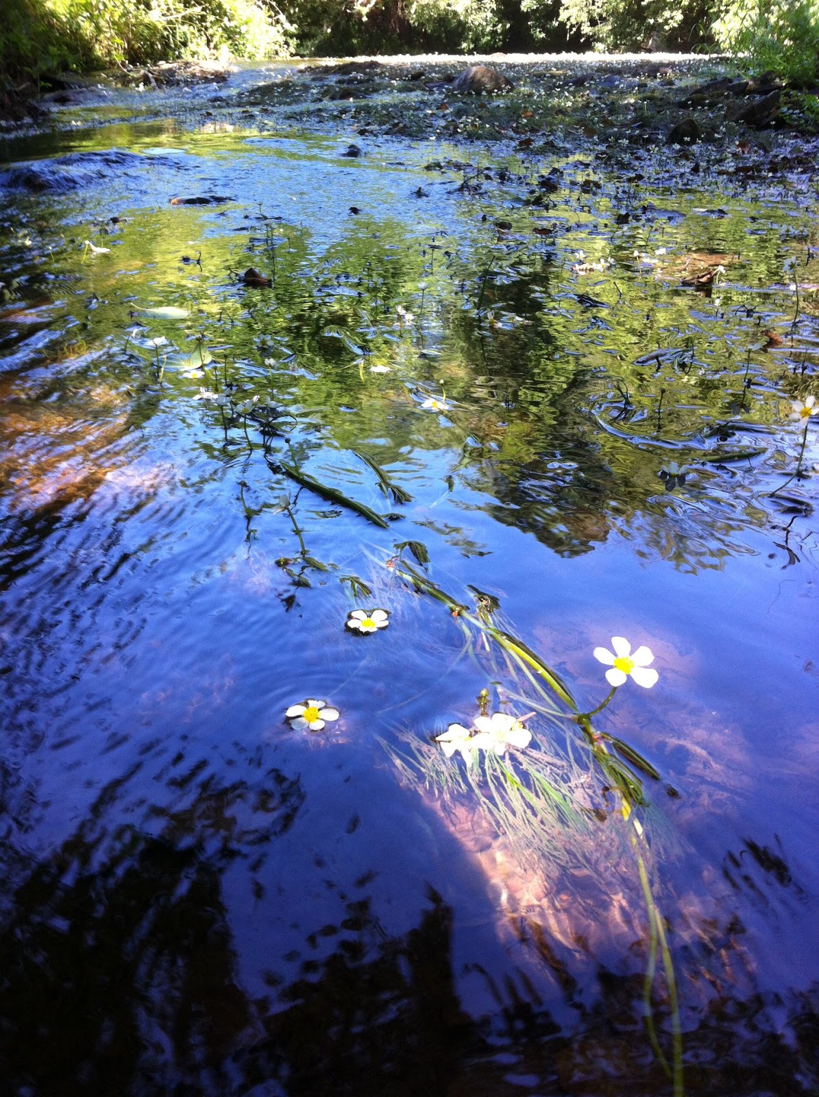 Frampton Cotterell Balsam Journal Mill Lane to Black Rocks
