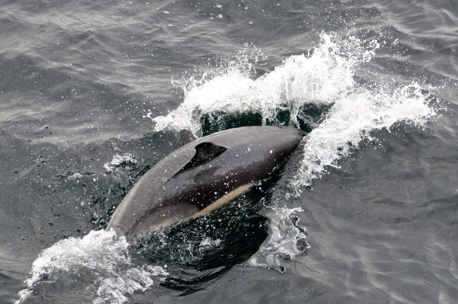 Blue Ocean Society's Whale Sightings: July 21 Atlantic Queen