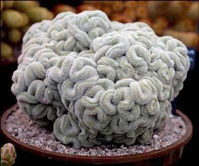 Brain-Cactus