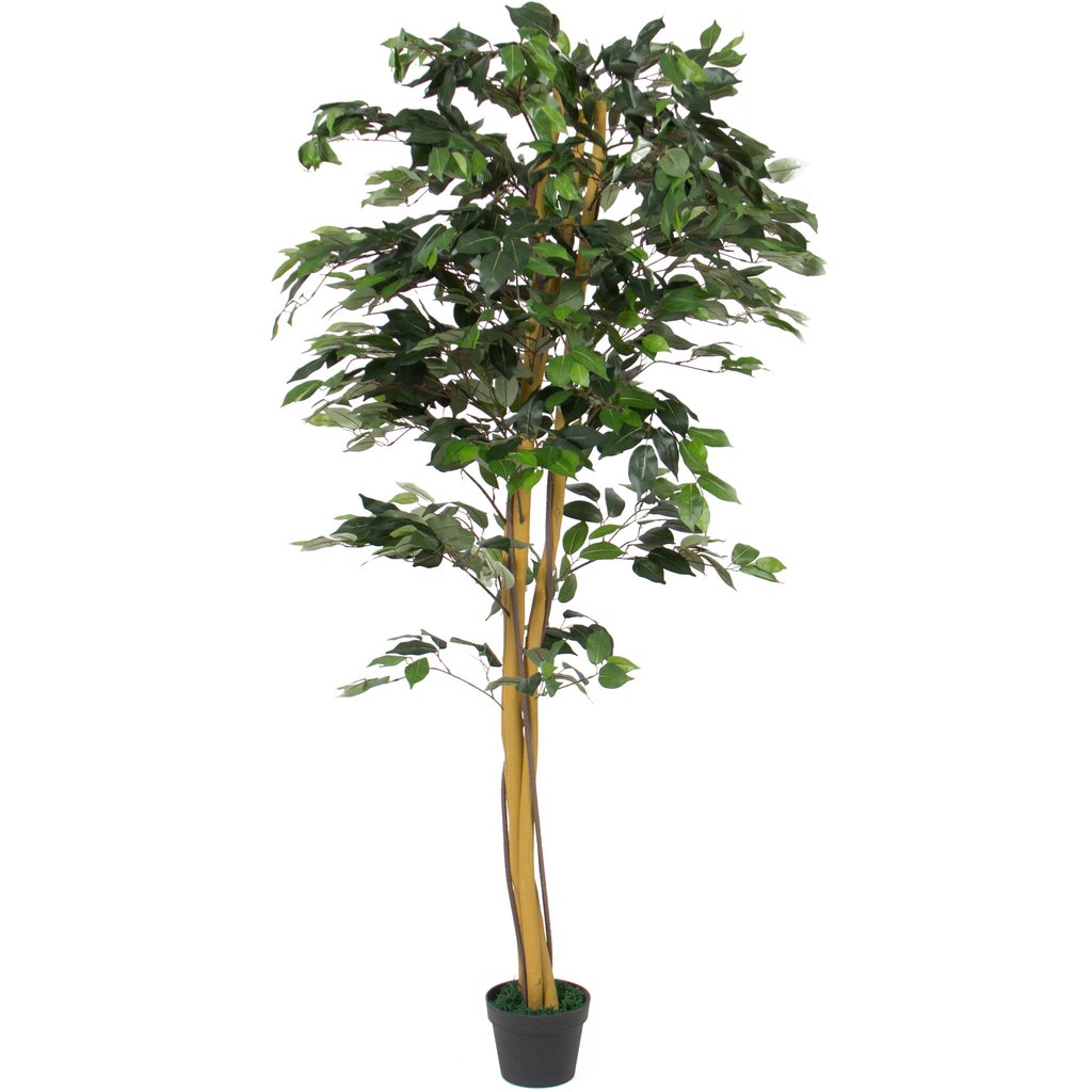 Not Just Another Southern Gal: 6 ft. Ficus Plant Tree by Best Choice ...