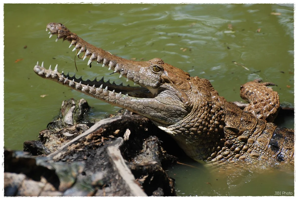 Buaya di hutan Indonesia