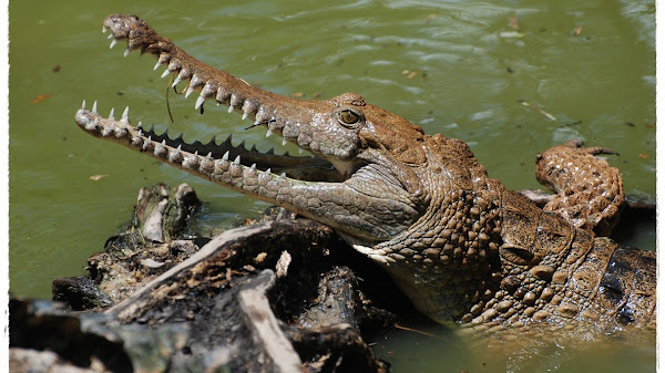 Mimpi Melihat Buaya Arti dan Maknanya Menurut Primbon Jawa