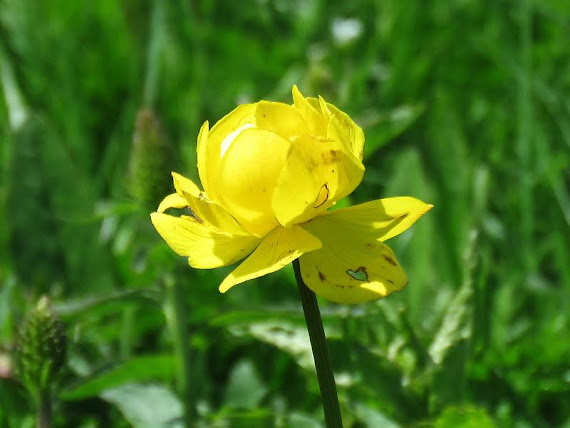 Pełnik alpejski (Trollius altissimus)