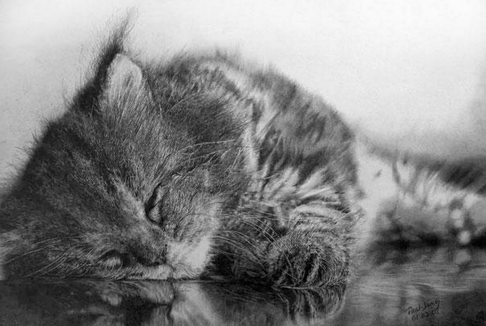 Черно белые картинки котят. Пауль Лунг художник. Китайский художник Paul lung.. Спящий кот. Котик черно белый.