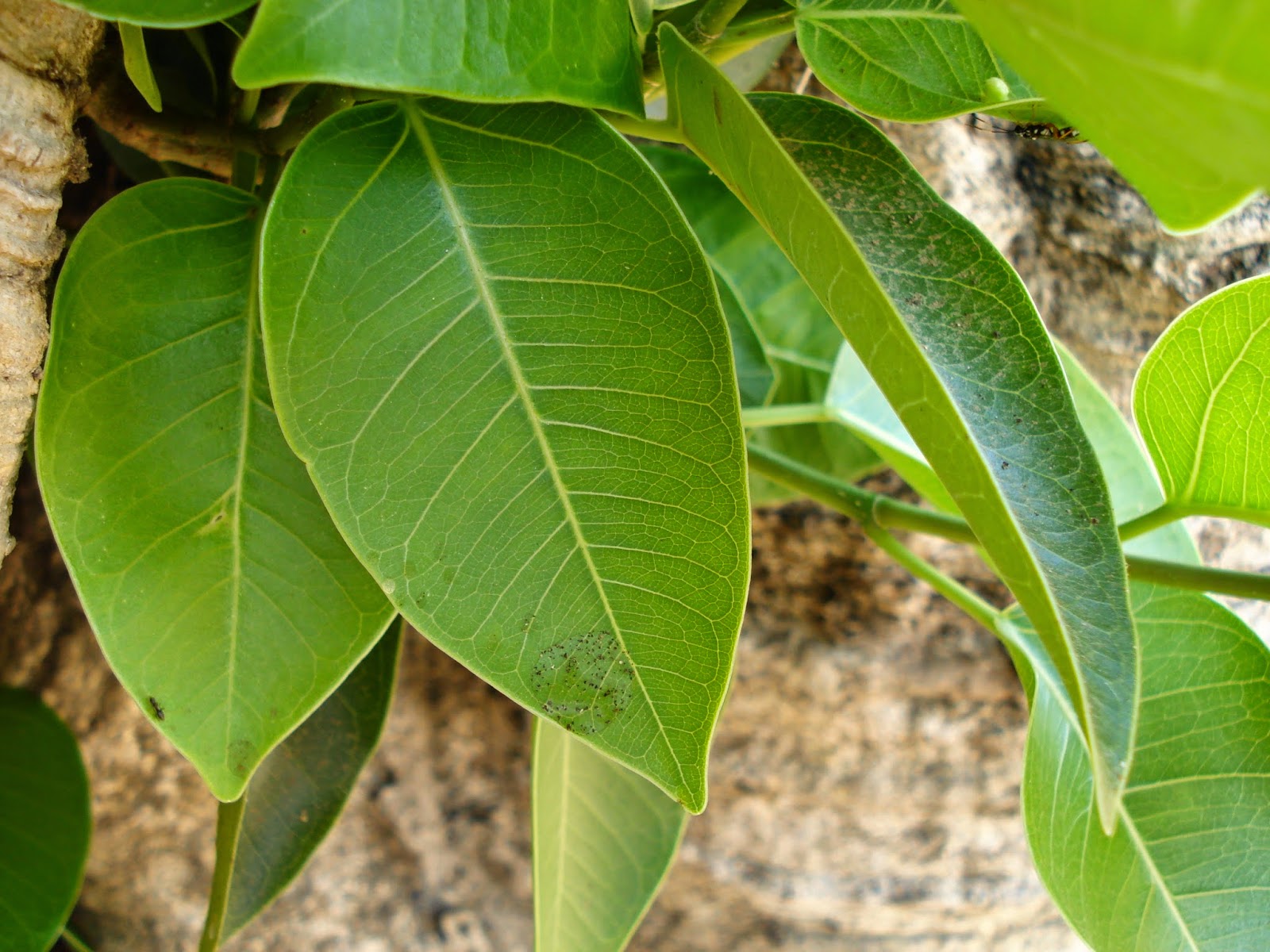 batalaland: Ficus amplissima