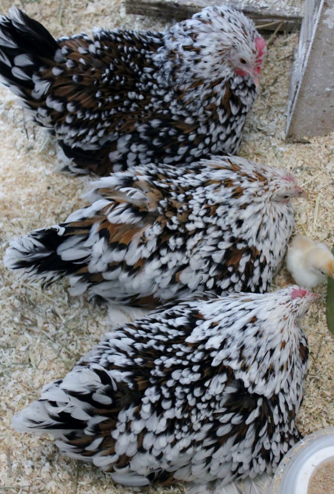 Kaverit antaa kaverit blowjobs