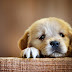 Latest Cute Dog Picture HD