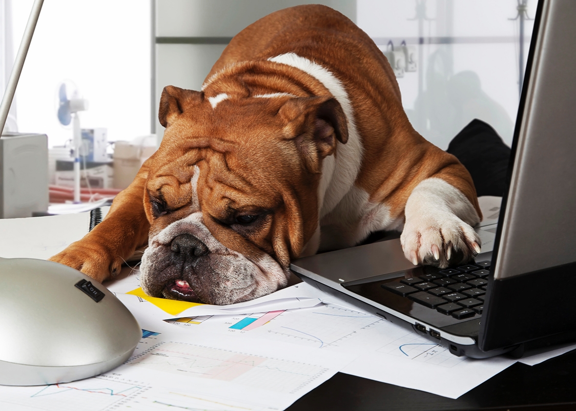 National Bring Your Dog To Work Day Uk National Bring Your Dog To Work Day Uk