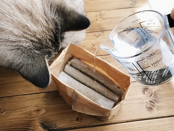 無印の猫草栽培セットに水を注いでいるところ。それを覗き込むシャムトラ猫の後頭部