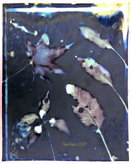 Wet cyanotype_Sue Reno_Image 236