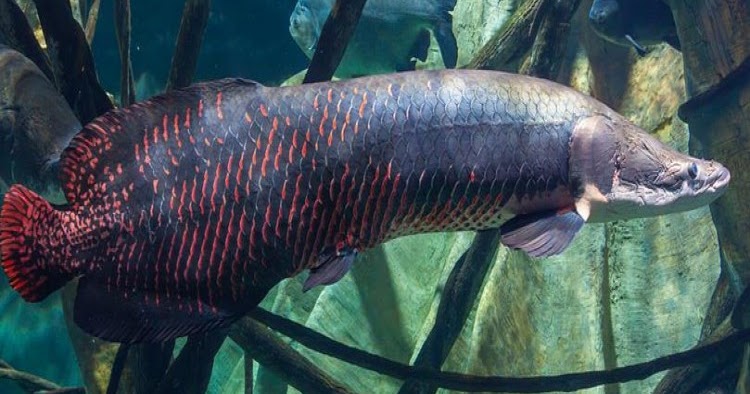 Harga Arapaima Gigas 2018-2019 (Updated): HARGA ARAPAIMA GIGAS (Haiwan  Purba dari Amazon) 2018-2019