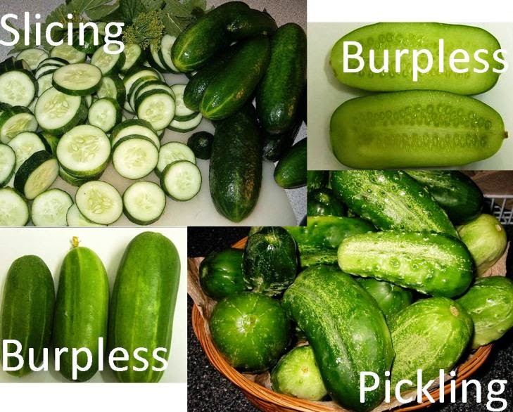 Roots 'n' Shoots Cucumber How To Grow Fruit of the Month