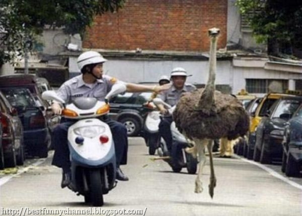 Funny ostrich.