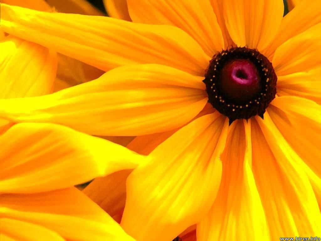 Flowers Wallpapers: Yellow Flowers Wallpapers