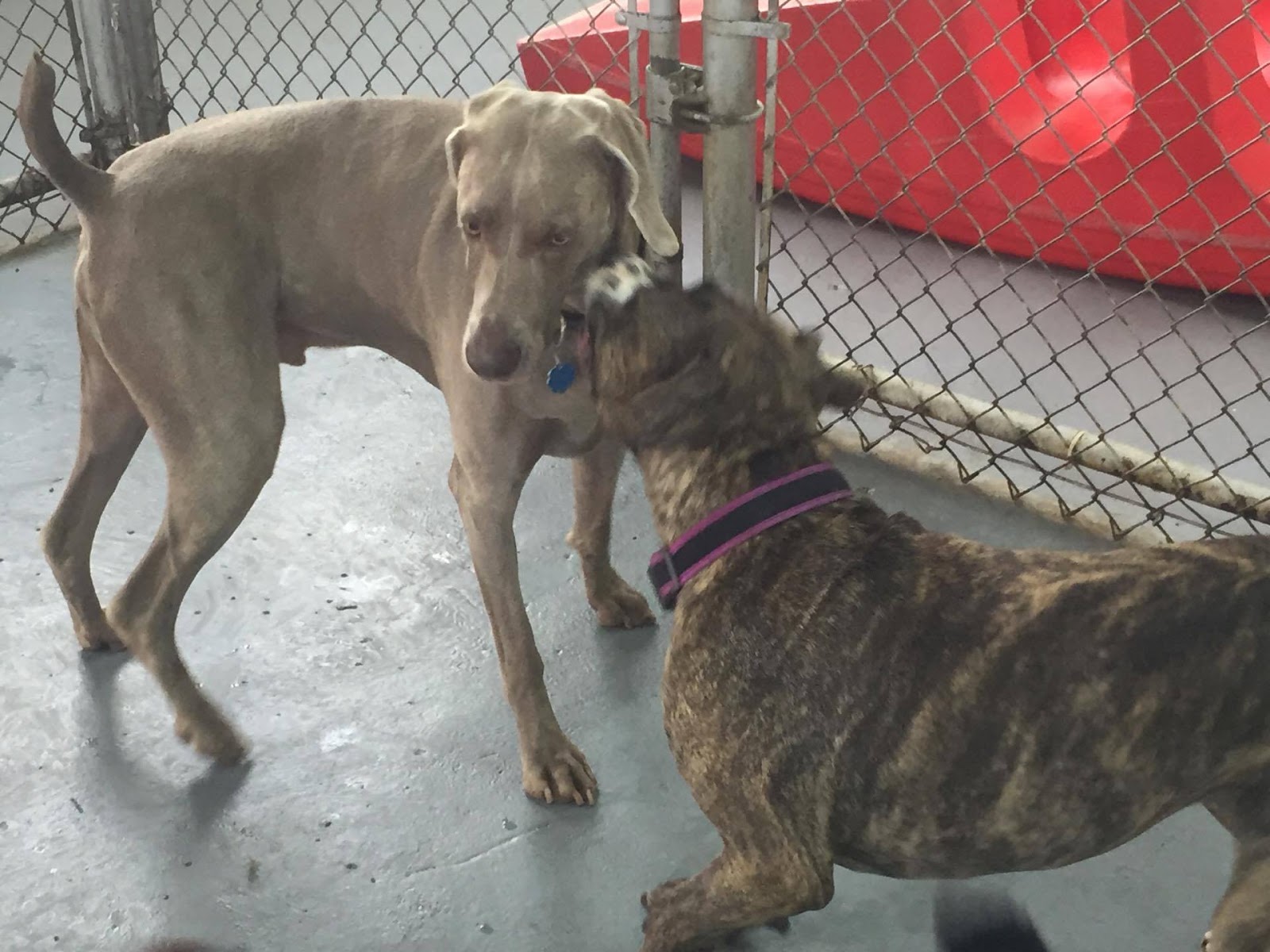Hoosier Doggy Daycare and Boarding Doggy of the Week... Max!