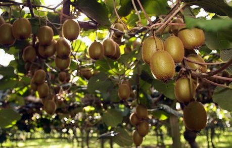 manfaat buah kiwi untuk kesehatan dan kecantikan