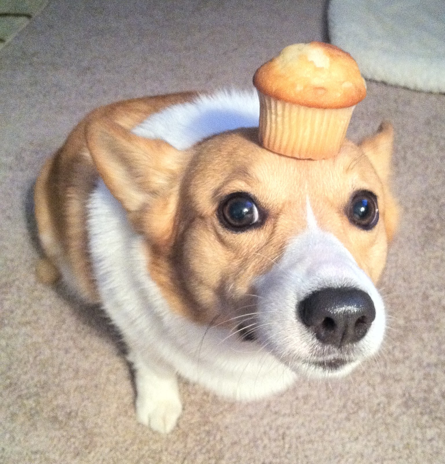 Random & Variable Muffins on Dog