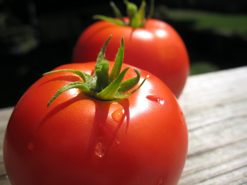 Genetically Engineered Tomatoes