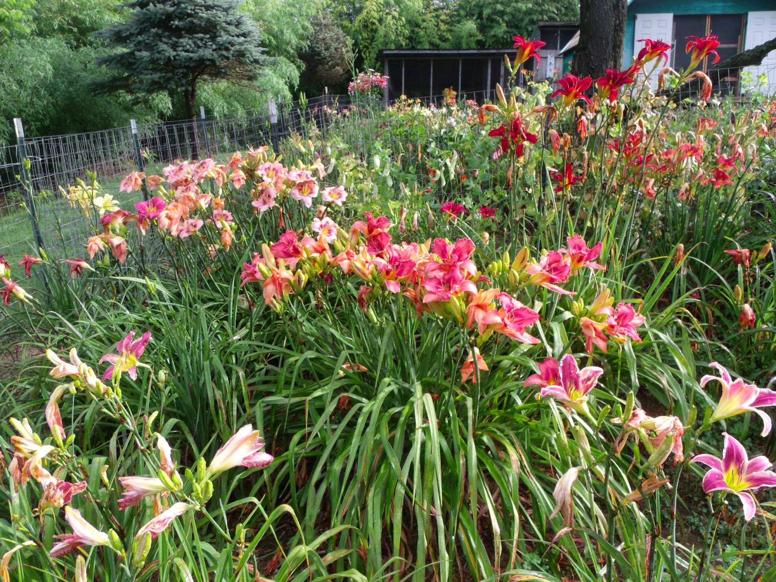 Sun Dragon Daylilies Blog Growing Daylilies Part 3 Care and Feeding