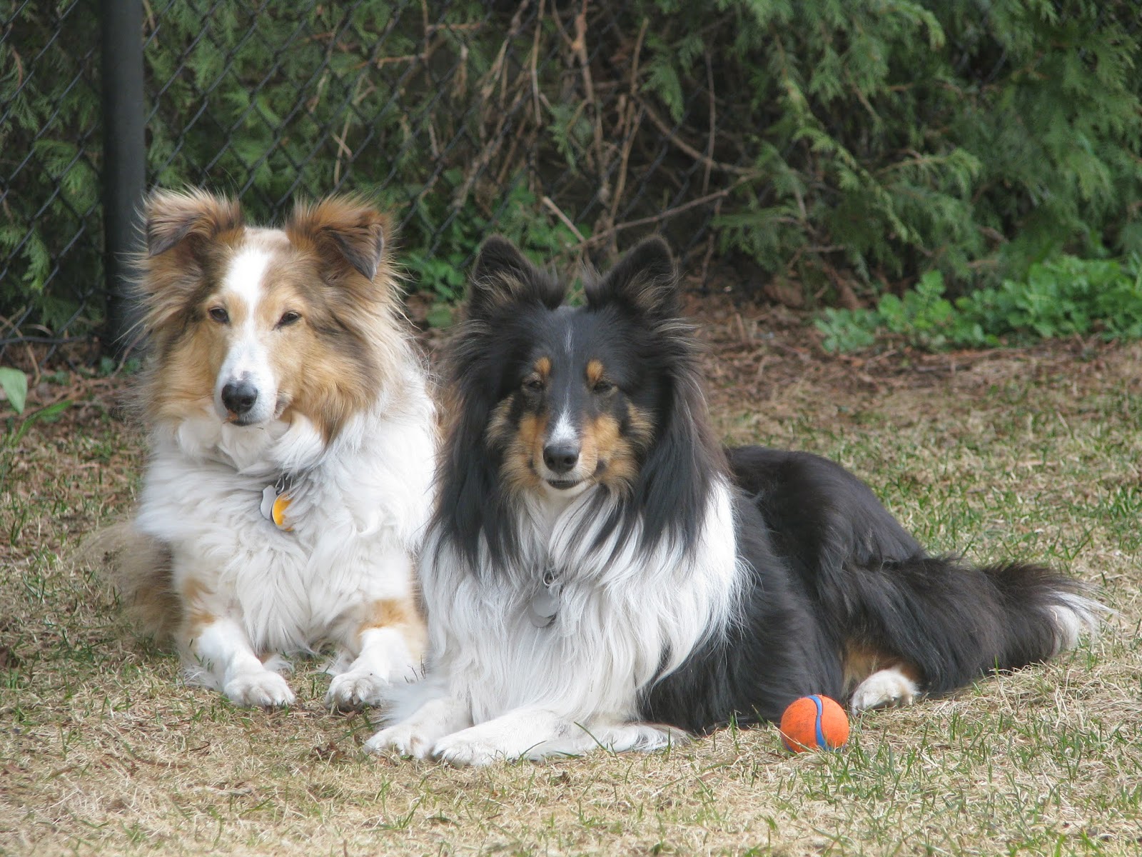 sheltie-times-i-love-my-purebred-dogs-and-i-m-not-afraid-to-show-it