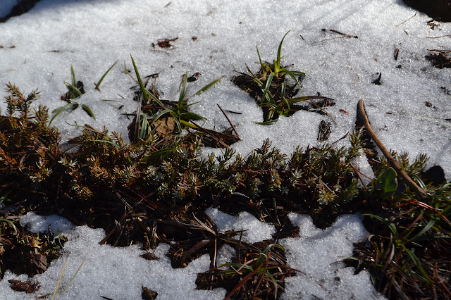 plants pushing away the snow