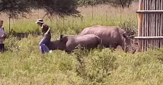 ΒΙΝΤΕΟ-Ρινόκερος επιτίθεται σε τουρίστρια