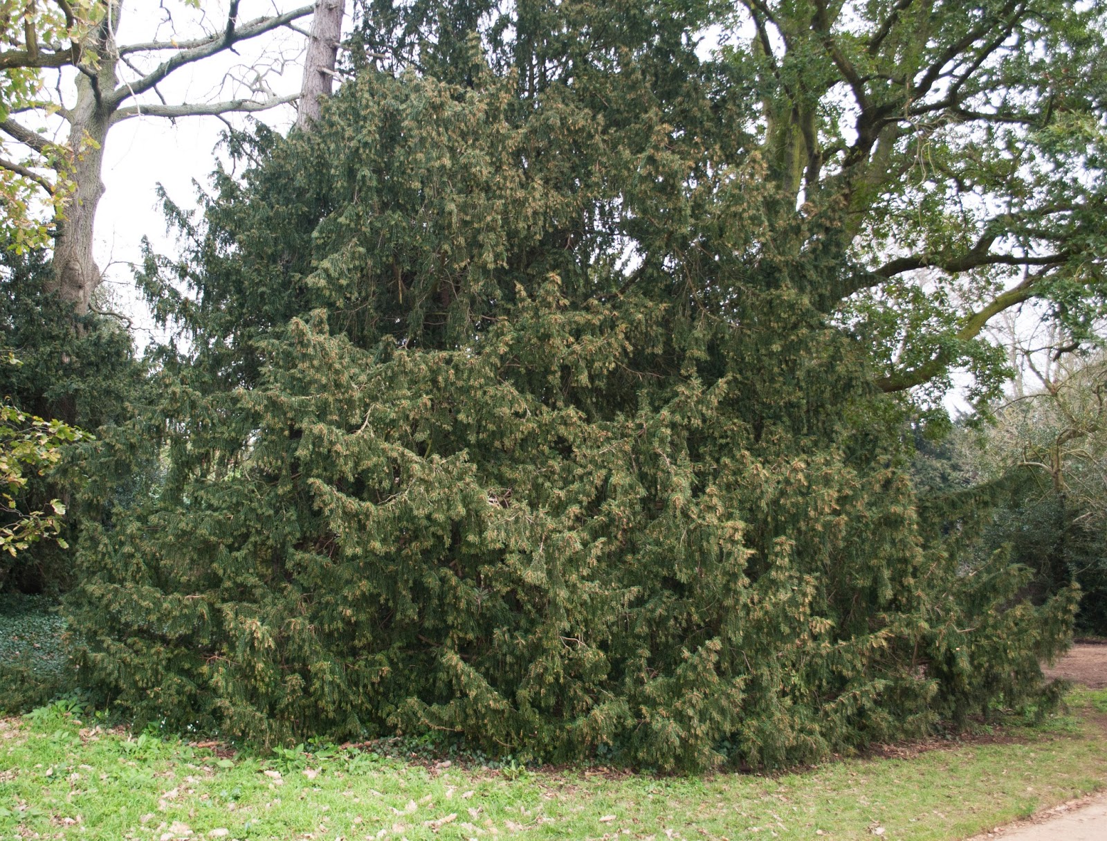 Taxus baccata, Common Yew