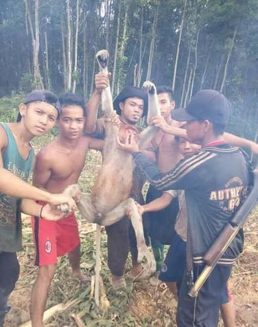 Bangga Pamer Hasil Berburu Hewan Langka 6 Pemuda Kini Jadi Buronan Polisi Bangga Pamer Hasil Berburu Hewan Langka 6 Pemuda Kini Jadi Buronan Polisi
